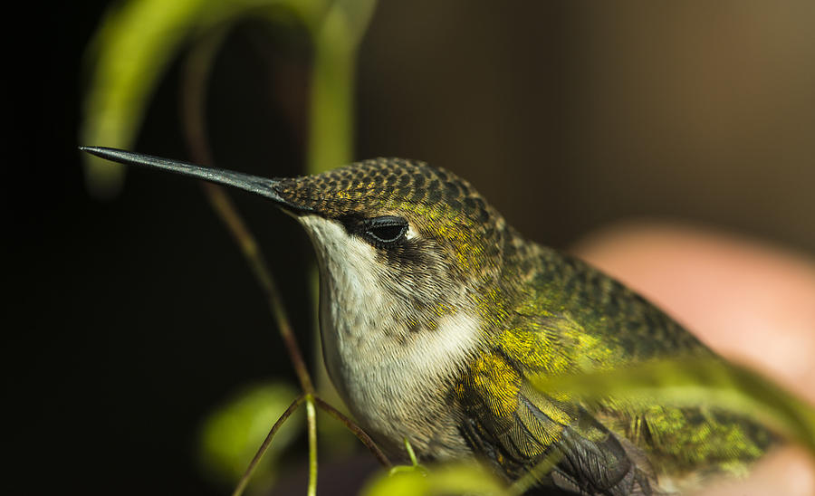 Hummingbird Photograph - Hummingbird by Phil And Karen Rispin