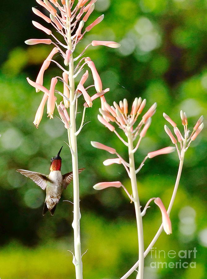 Hummingbird Photograph - Hummingbird Pink Green - Floating Hummingbird Flashes Red by Wayne Nielsen