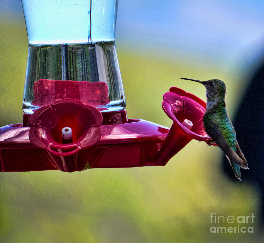 Nectar for a Hummingbird  Photograph by Brenda Kean