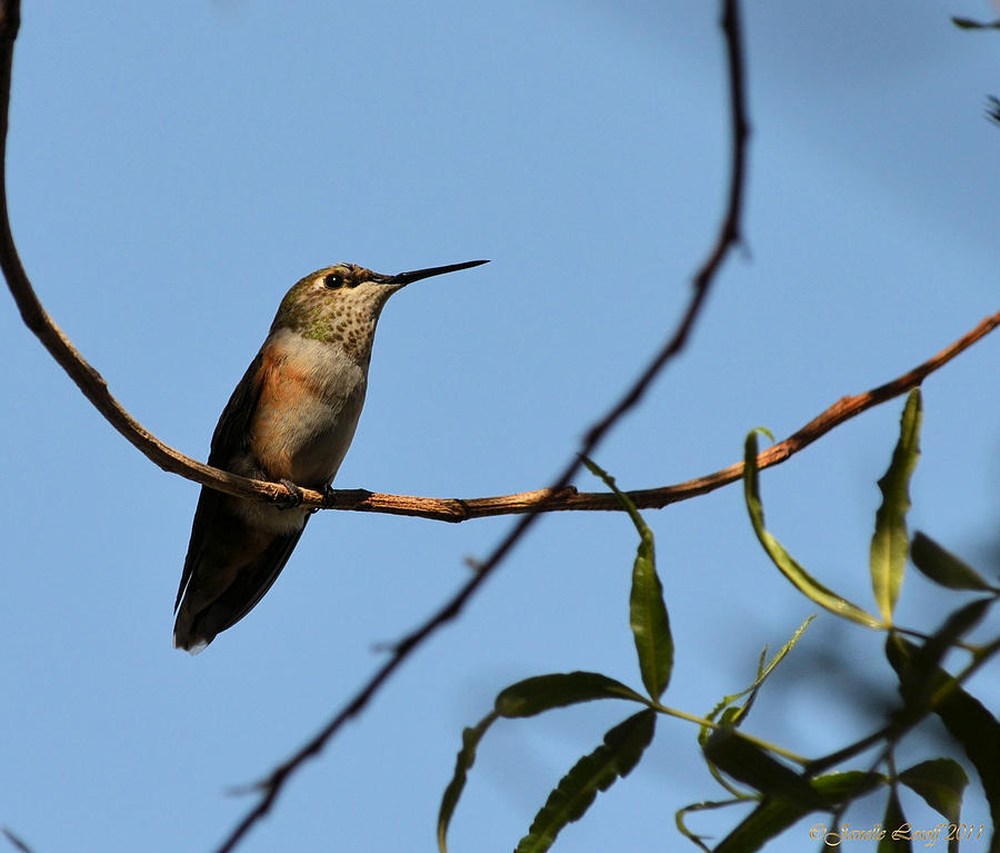 Hummingbird Portrait 1 Photograph by Janelle Losoff - Fine Art America