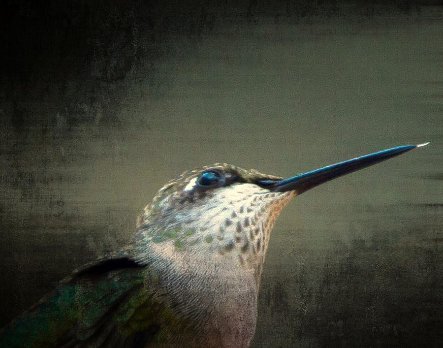 Hummingbird Portrait Photograph by Constantine Gregory