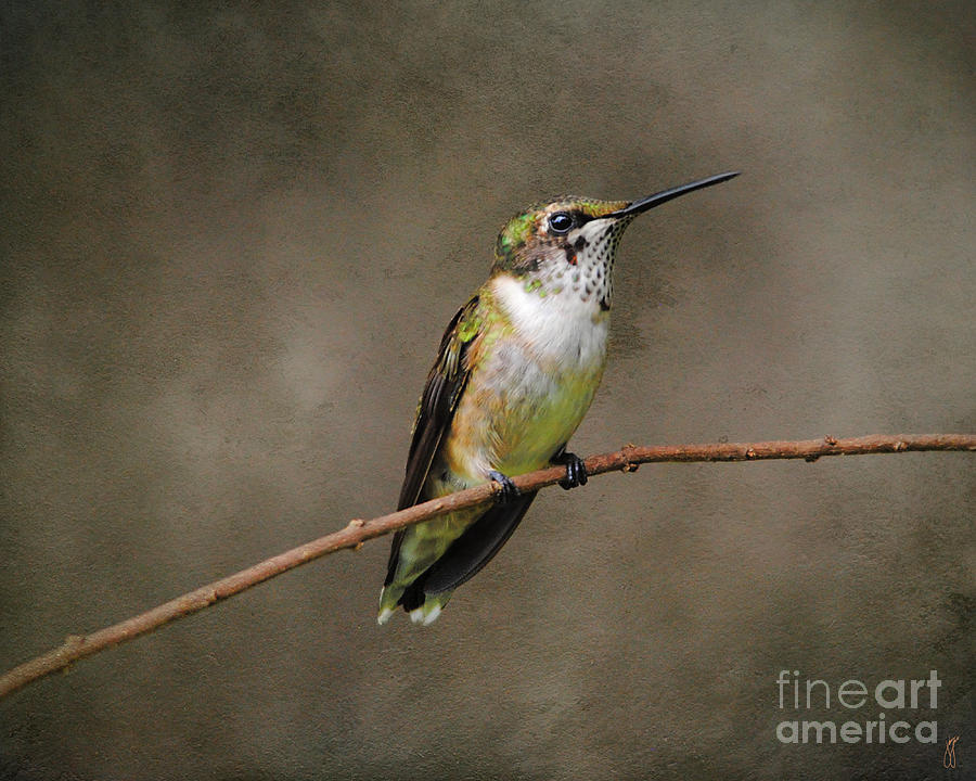 Hummingbird Portrait I Photograph by Jai Johnson