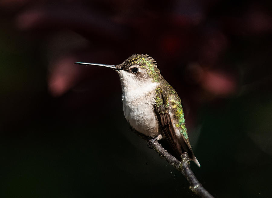 Hummingbird Portrait Photograph by Lara Ellis