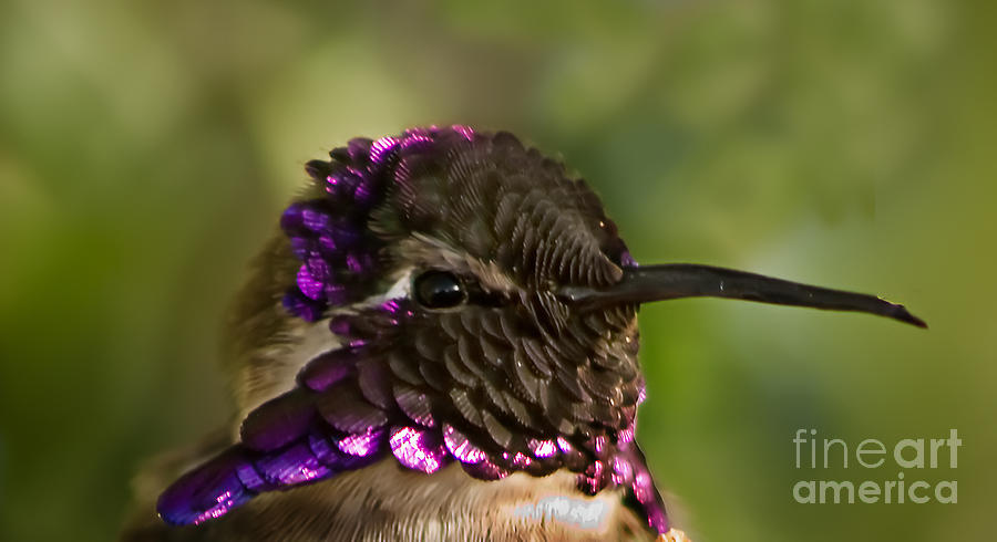 Bird Photograph - Hummingbird Portrait by Robert Bales