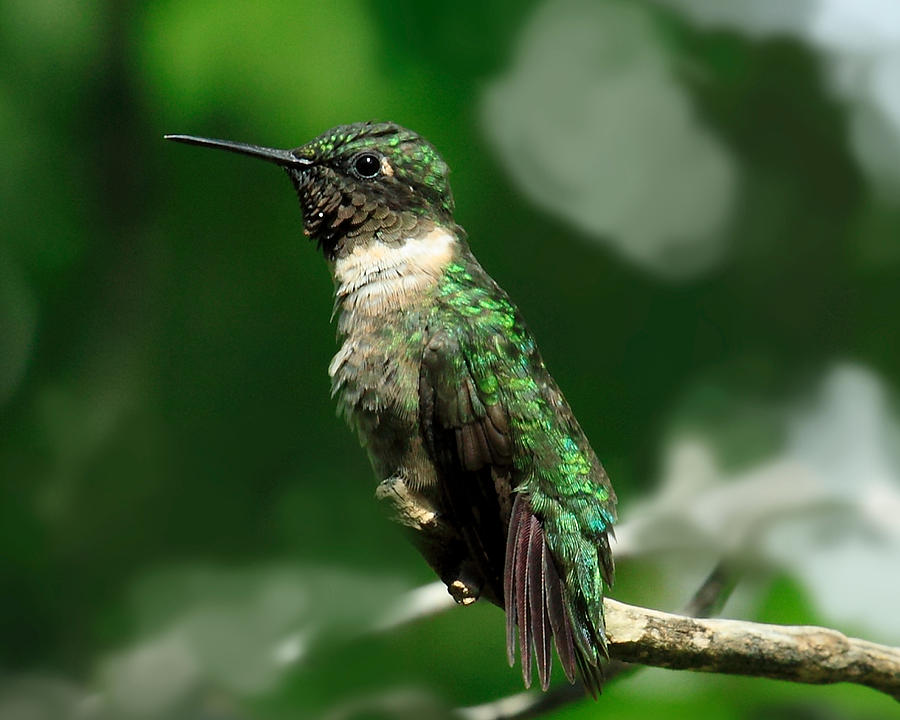 Hummingbird Pose Photograph by Deb Henman - Fine Art America