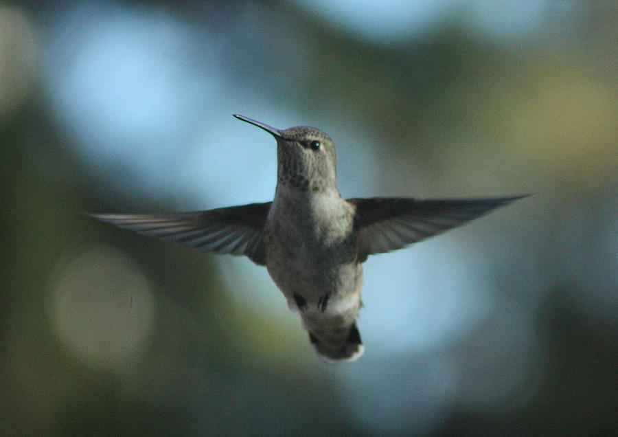 Hummingbird Pose Photograph by Teresa Herlinger