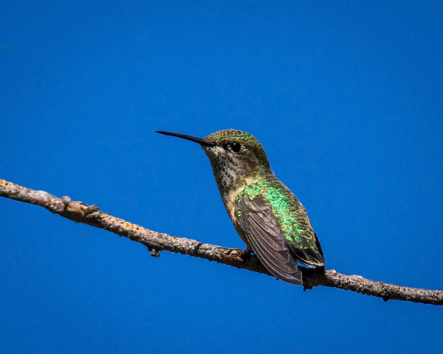 Hummingbird Posing Photograph by Ernest Echols