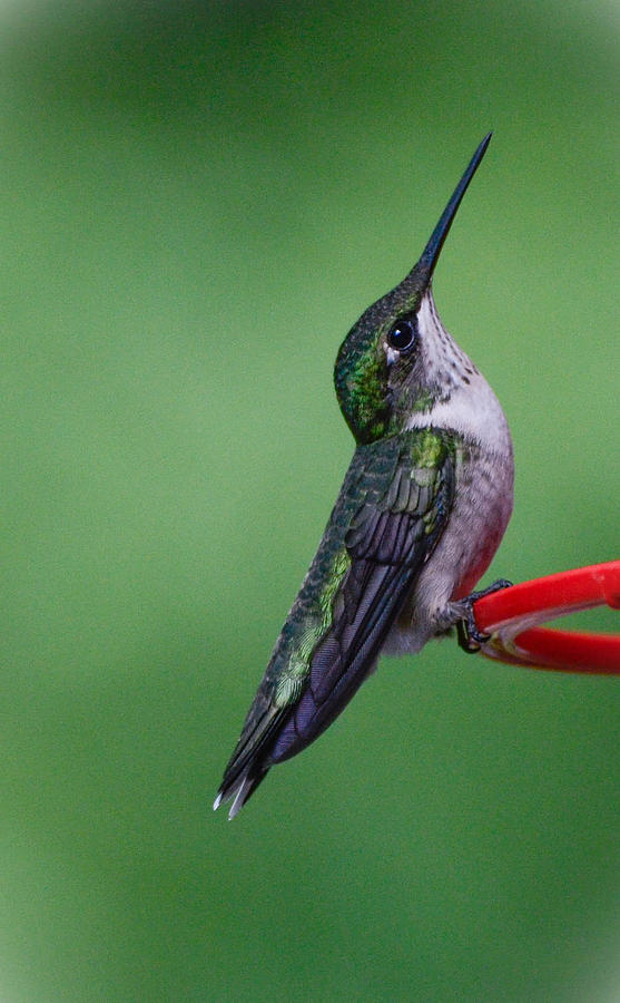 Hummingbird Profile Photograph by Amy Porter Hummingbird Profile Photograph by Amy Porter