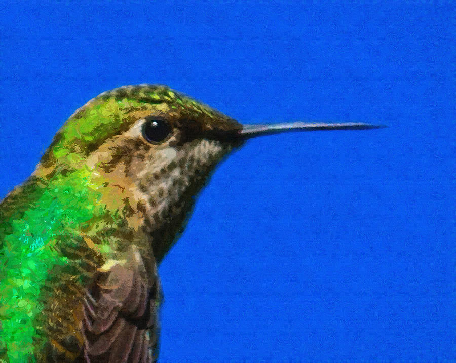 Hummingbird Profile Digital Art by Ernest Echols