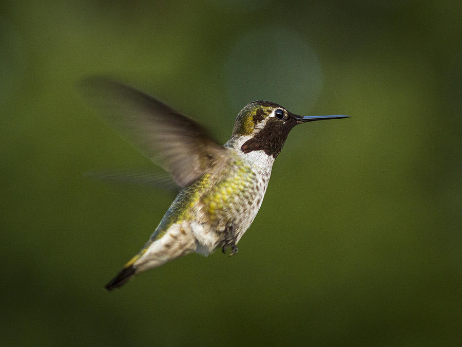 Hummingbird Profile Photograph by Jean Noren