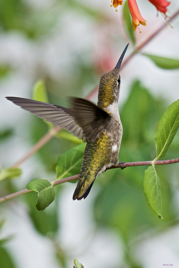 Hummingbird Reaching for the Blossoms Photograph by Kristin Hatt