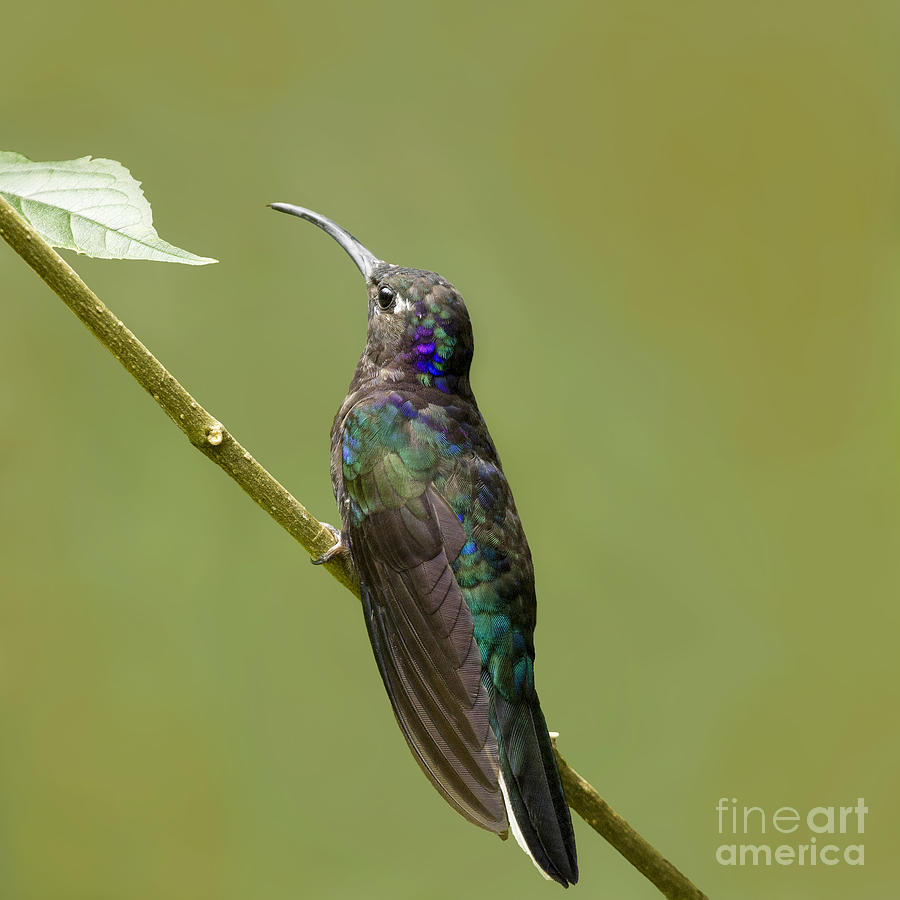Hummingbird resting Photograph by Heiko Koehrer-Wagner