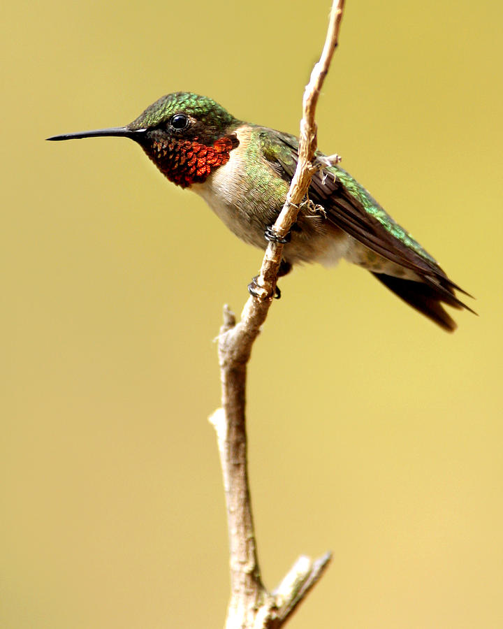 Hummingbird Resting Photograph by J Brett Whitesell - Fine Art America