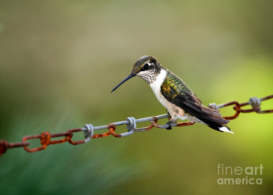 Hummingbird Resting on a Chain Photograph by Sabrina L Ryan