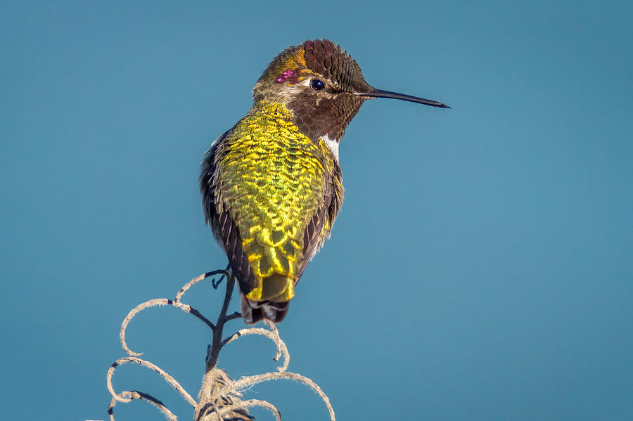 Hummingbird resting Photograph by Pierre Leclerc Photography