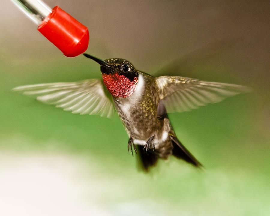 Hummingbird Photograph by Robert L Jackson