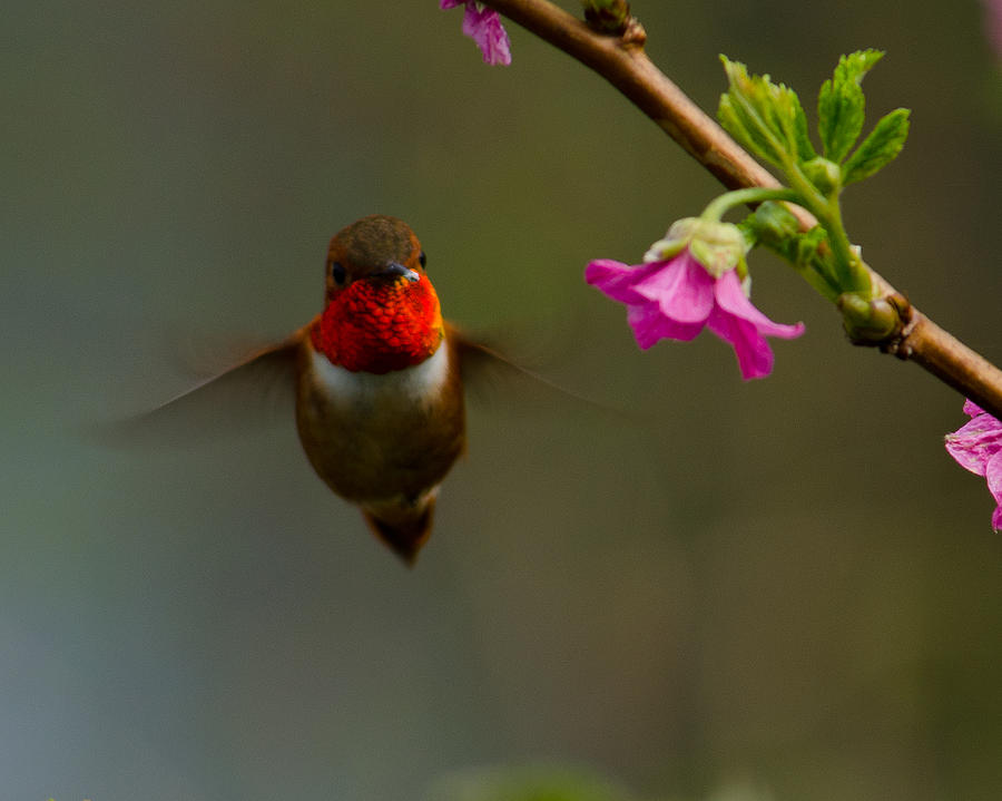 Hummingbird Photograph - Hummingbird by Tikvahs Hope