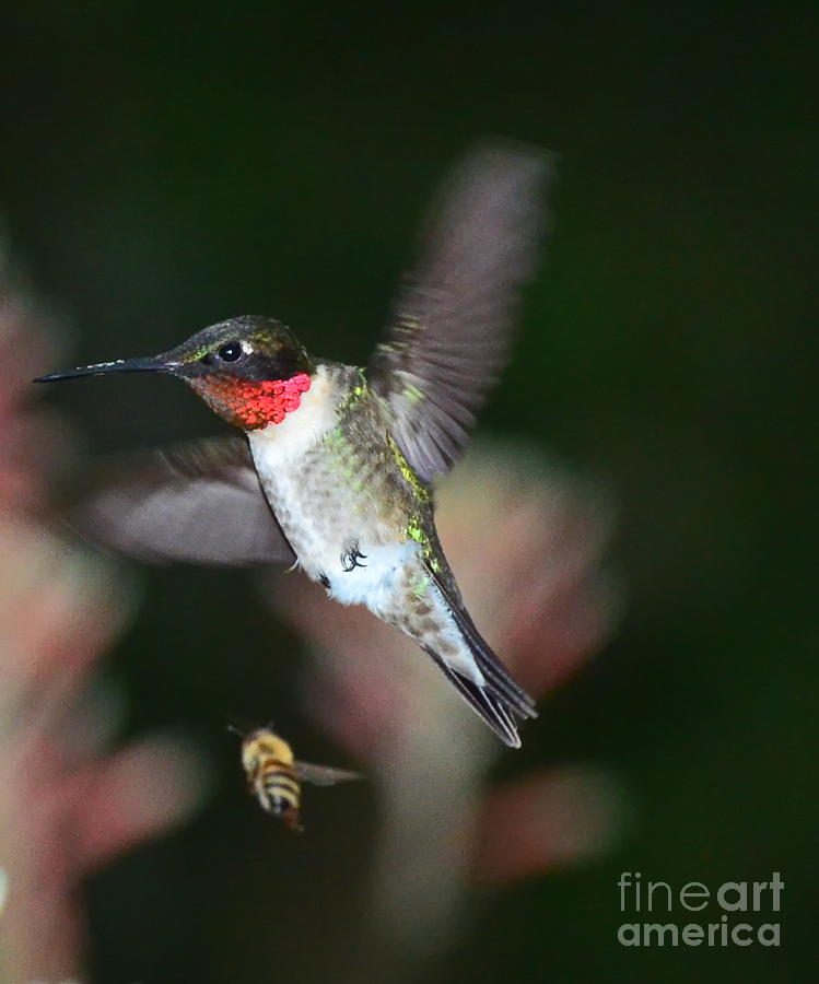 Up Movie Photograph - Hummingbird Ruby Throat and Bee Vie Aloe by Wayne Nielsen