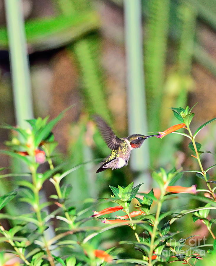 Hummingbird Ruby Throat at Cigar Orange Photograph by Wayne Nielsen