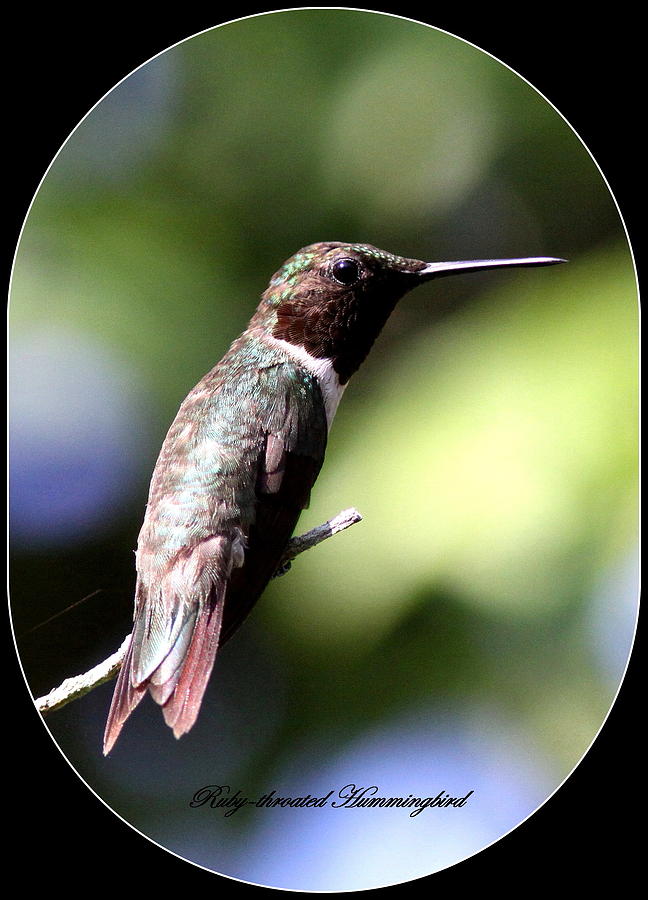 Hummingbird - Ruby-throated Hummingbird - Card Photograph by Travis Truelove