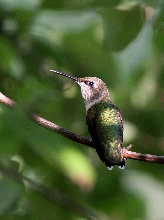 Hummingbird - Ruby-throated Hummingbird - Detail Photograph by Travis Truelove