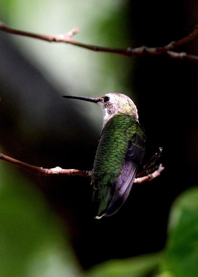 Hummingbird - Ruby-throated Hummingbird Photograph