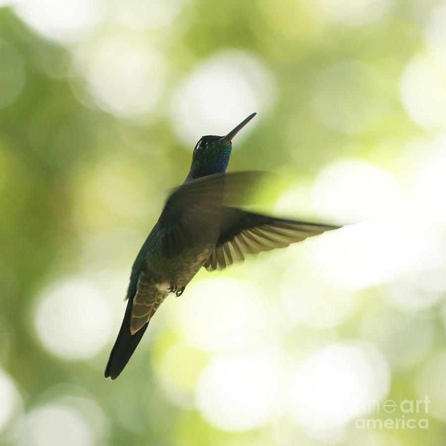 Hummingbird Photograph by Rudi Prott