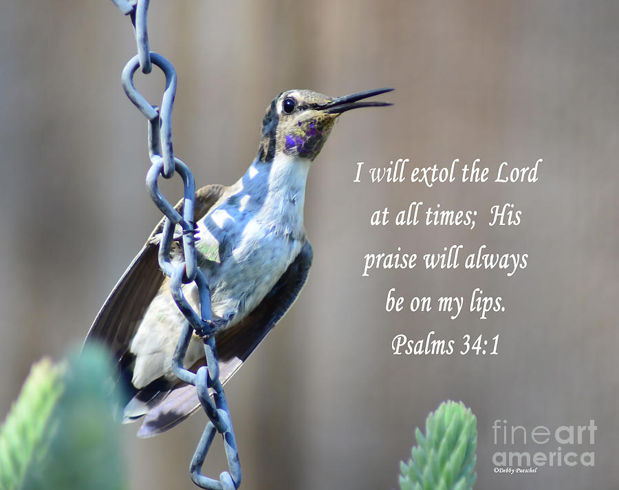 Hummingbird Scripture Photograph by Debby Pueschel