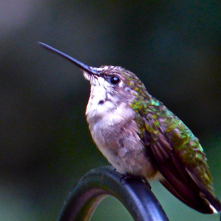 Hummingbird Sentry Photograph by Jean Wright
