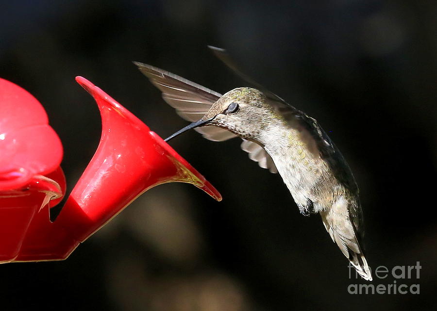 Hummingbird Photograph - Hummingbird Sigh by Carol Groenen