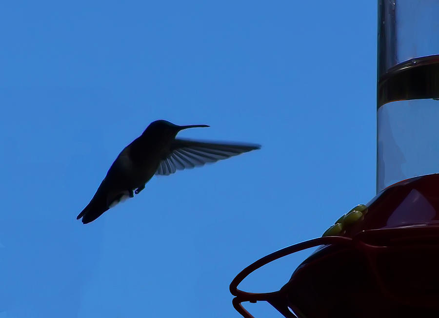 Download Hummingbird Silhouette Digital Art by Chris Flees