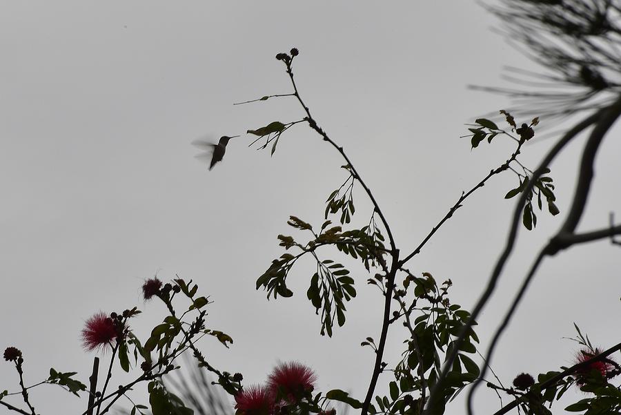 Hummingbird Silhouette II Photograph by Linda Brody