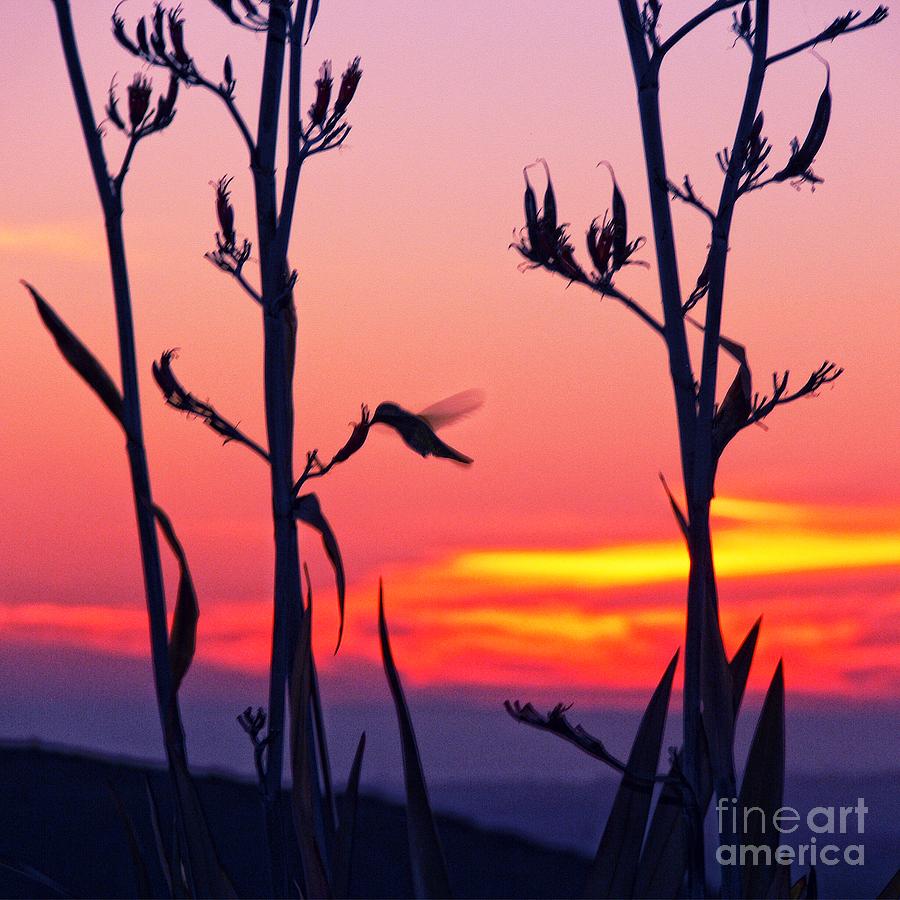 Hummingbird Silhouette Photograph by Scott Cameron