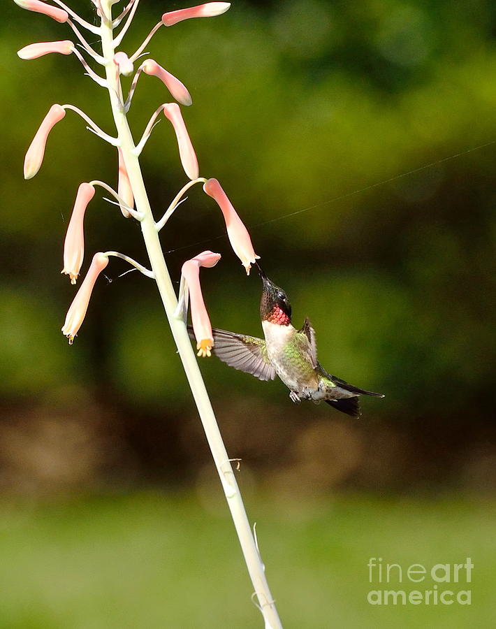 Hummingbird Photograph - Hummingbird Sips Deep - Arches in Perfect Form into Trumphet by Wayne Nielsen
