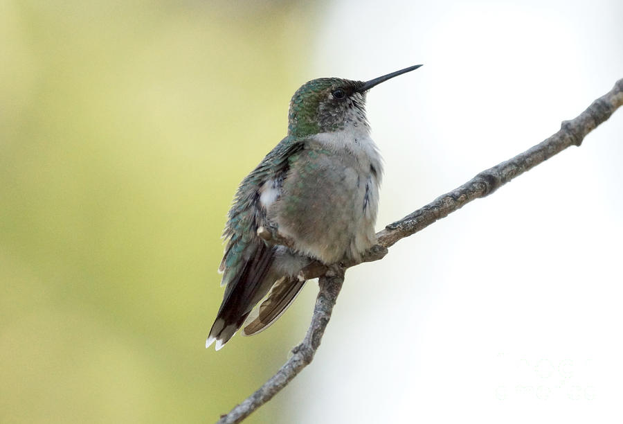 Bird Photograph - Hummingbird sitting on a branch by Lori Tordsen