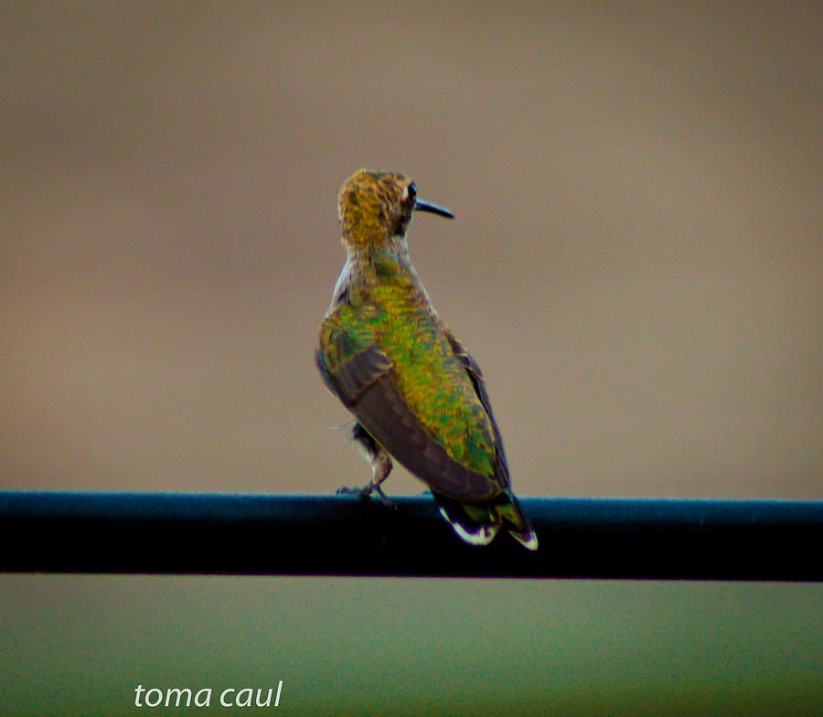 Hummingbird Sitting Pretty Photograph by Toma Caul