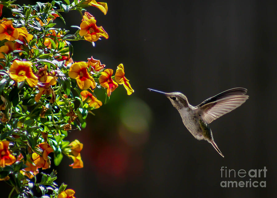 Hummingbird  Photograph by SnapHound Photography