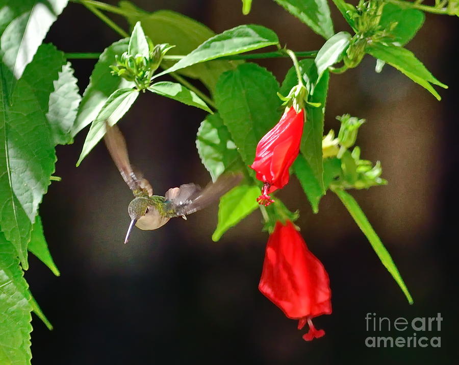 Up Movie Photograph - Hummingbird Soars by Red Blooms by Wayne Nielsen