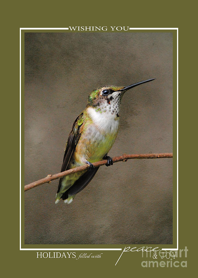 Hummingbird Song Bird Wildlife Christmas Cards Photograph by Jai Johnson