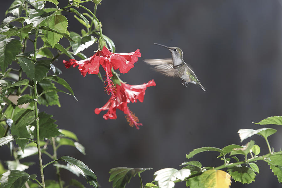Hummingbird Special Photograph by Robert Camp