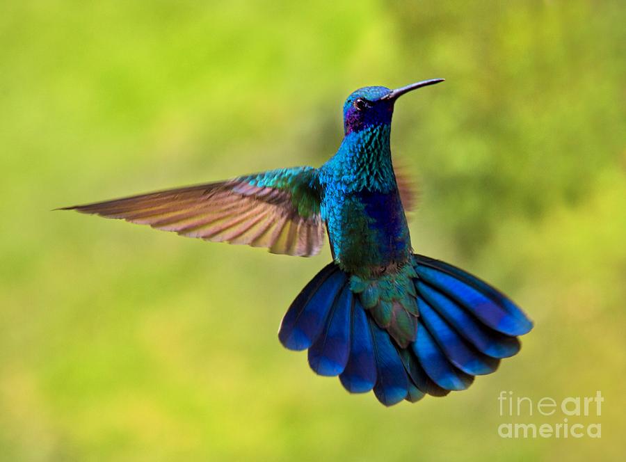 Hummingbird Photograph - Hummingbird Splendour by Al Bourassa