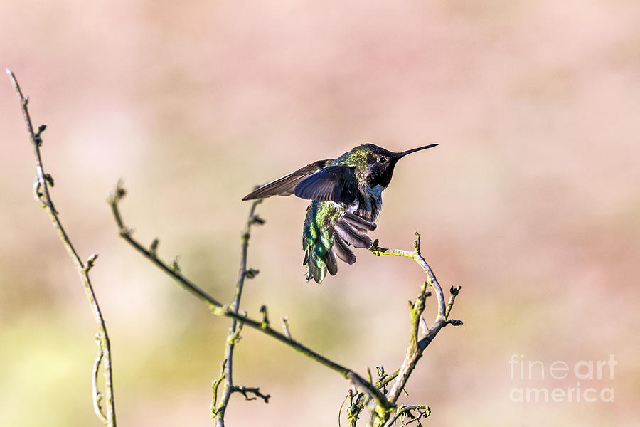 Hummingbird Stretch Photograph by Kate Brown