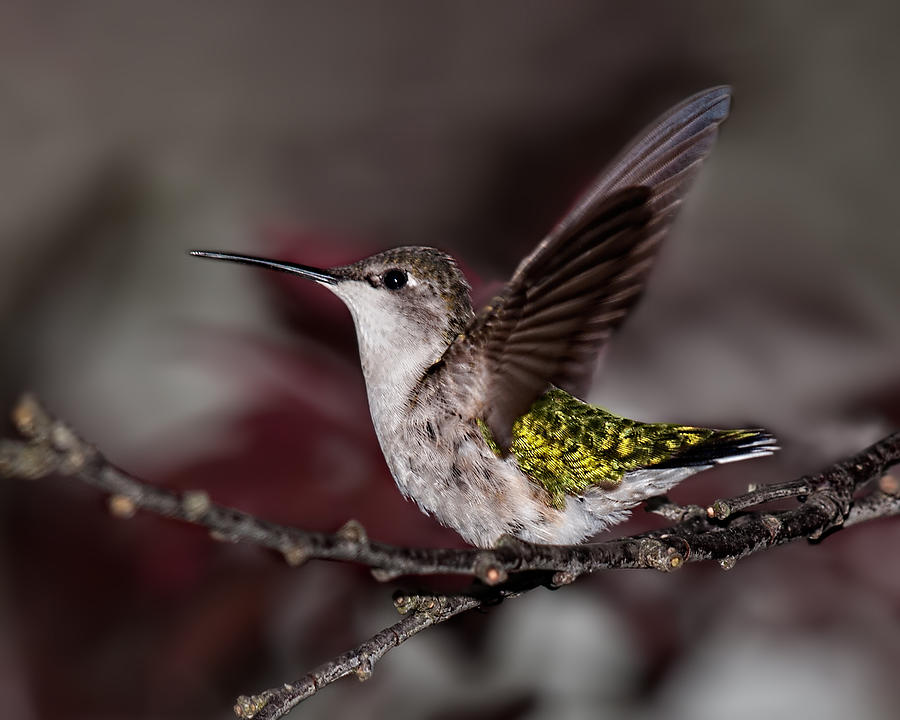 Hummingbird Photograph - Hummingbird Stretching by Lara Ellis