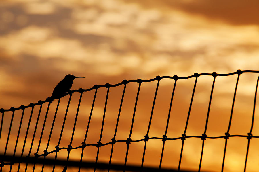 Hummingbird Photograph - Hummingbird Sunrise 2 by Mark Alder