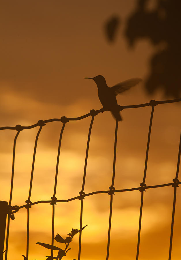 Hummingbird Sunrise Photograph by Mark Alder