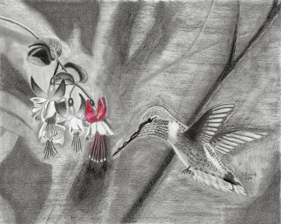 Landscape Drawing - Hummingbird by Susan Schmitz