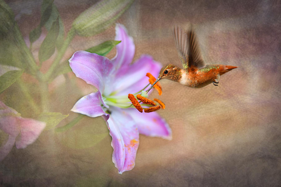 Hummingbird Sweets Photograph by Mary Timman