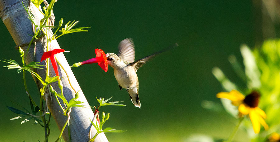 Hummingbird Taking A Drink Photograph by Dorothy Cunningham