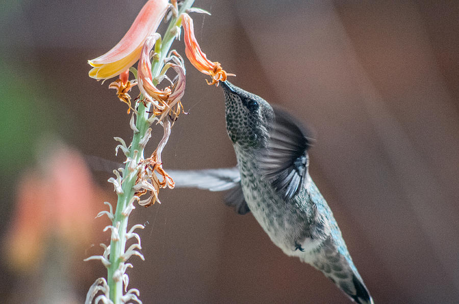 Hummingbird Photograph by Tam Ryan