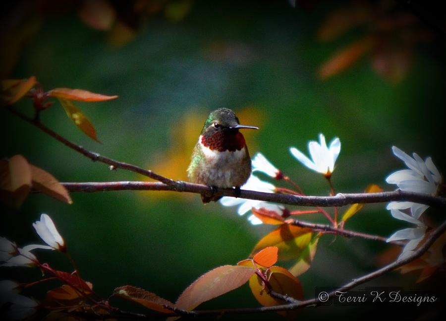 Hummingbird Photograph - Hummingbird by Terri K Designs